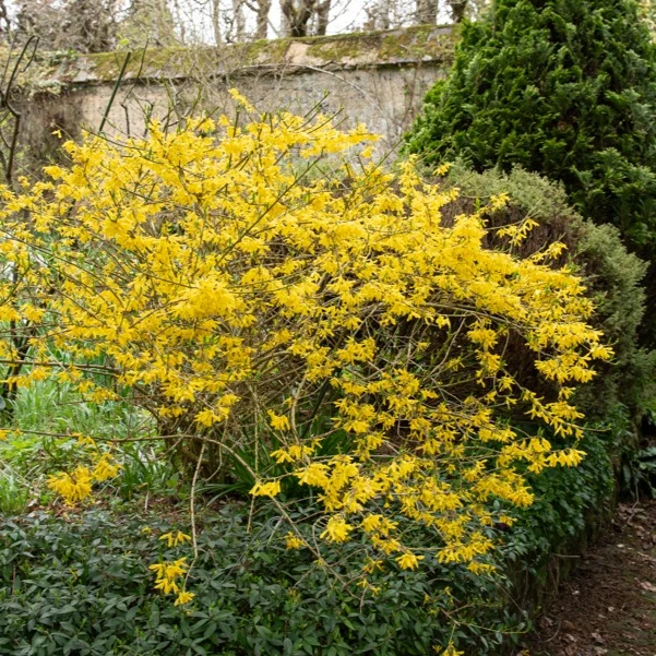 Forsythie ‘Marée d’Or®’