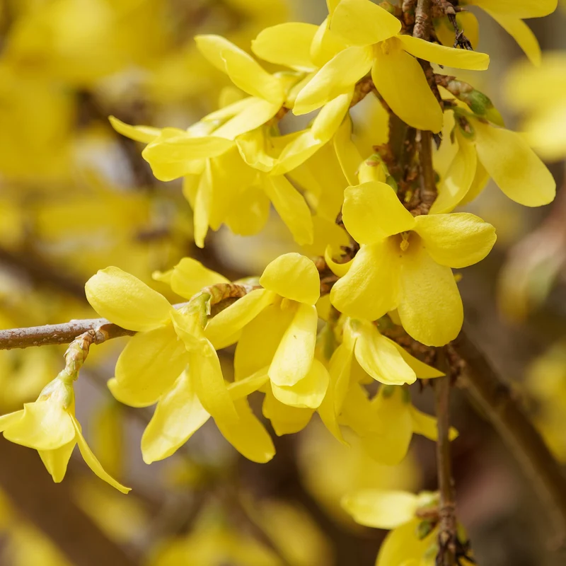 Forsythie ‘Marée d’Or®’