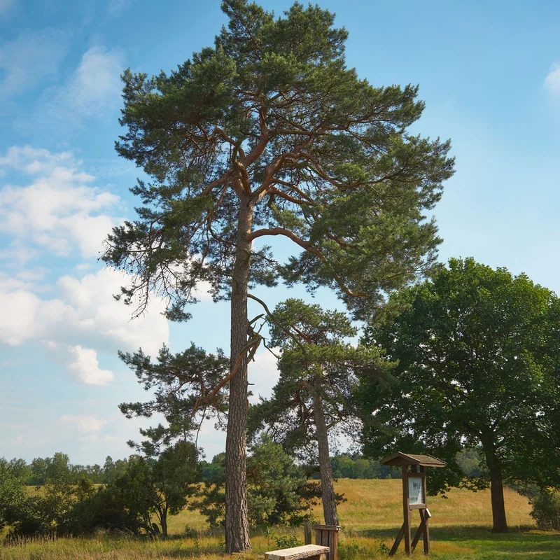 Waldkiefer