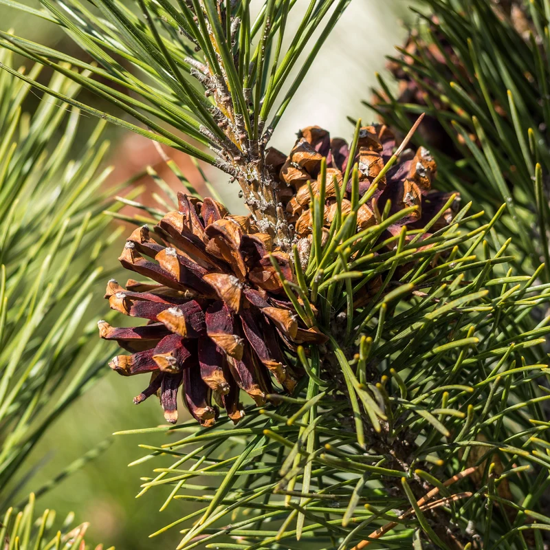 Waldkiefer