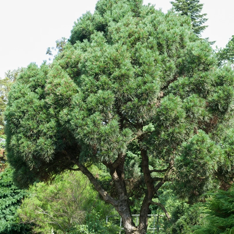 Waldkiefer