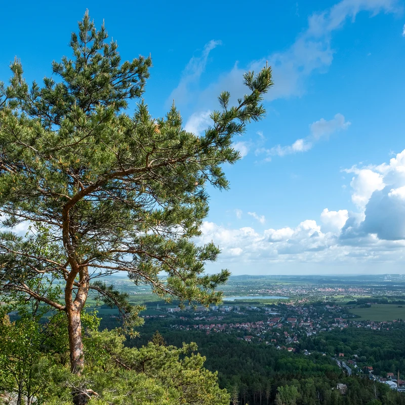 Waldkiefer