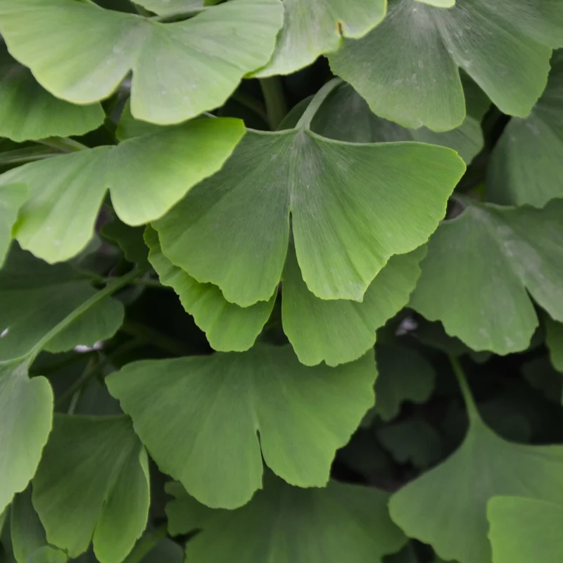 Japanischer Nussbaum - Ginkgo