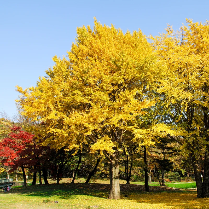 Japanischer Nussbaum - Ginkgo