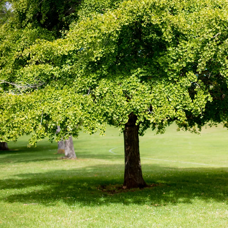 Japanischer Nussbaum - Ginkgo