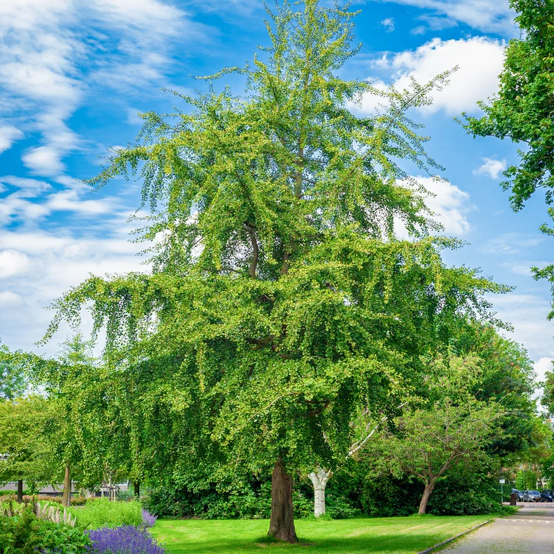 Japanischer Nussbaum - Ginkgo