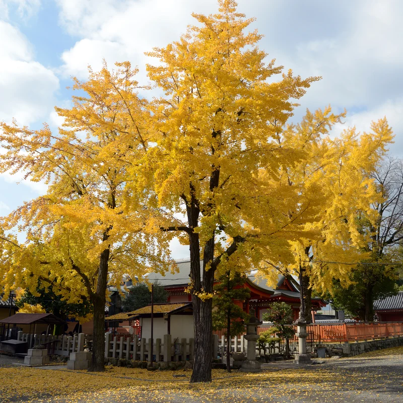 Japanischer Nussbaum - Ginkgo