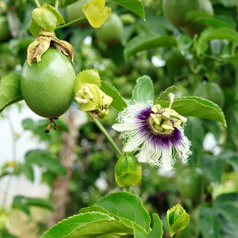 Passionsfrucht (Grenadille)
