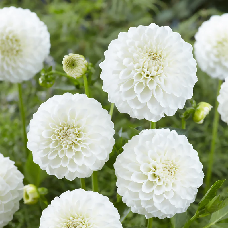 Dahlien ‘Boom Boom White’ (x3)