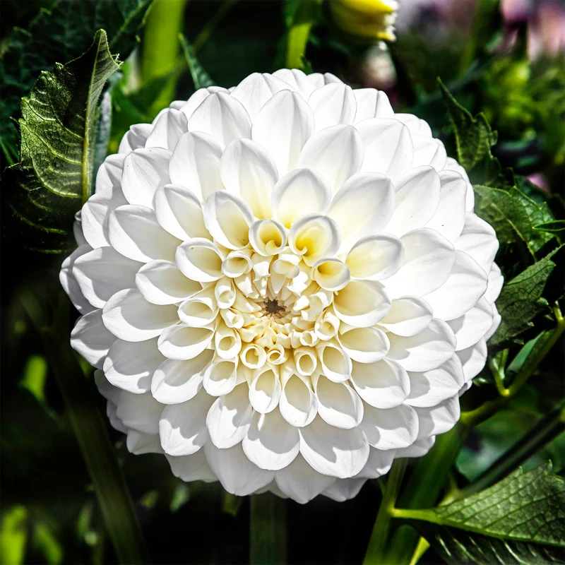 Dahlien ‘Boom Boom White’ (x3)