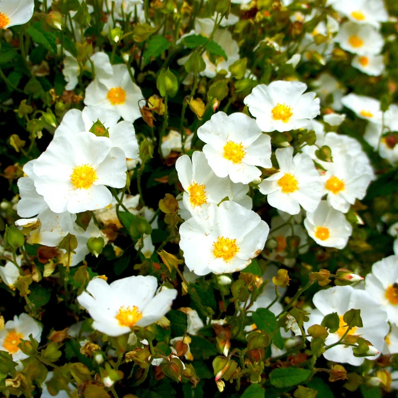Korsische Zistrose