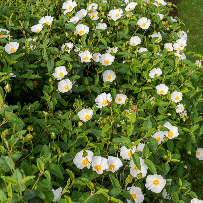 Korsische Zistrose