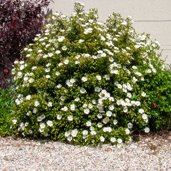 Korsische Zistrose