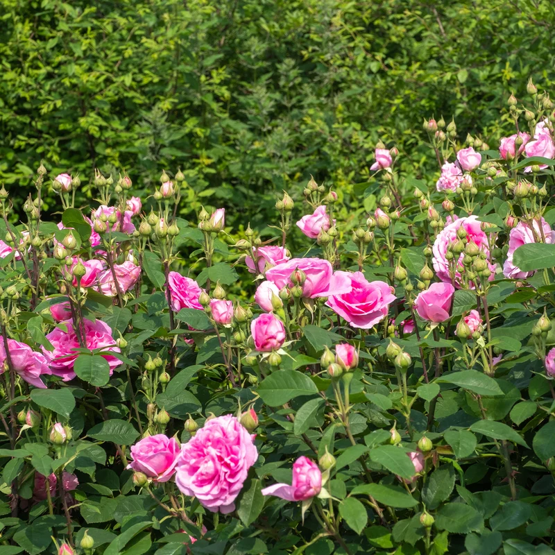 Englische Kletterrose 'Gertrude Jekyll'®