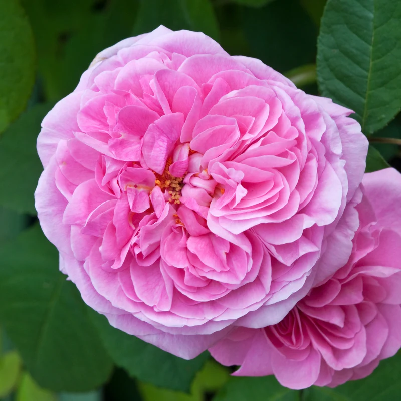Englische Kletterrose 'Gertrude Jekyll'®