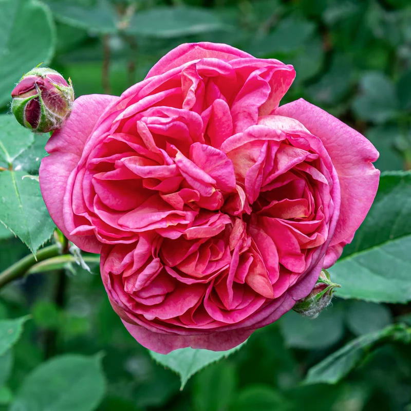 Bourbonrose 'Madame Isaac Pereire'