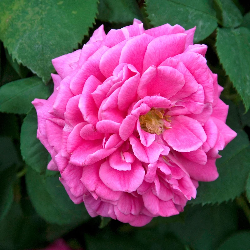 Bourbonrose 'Madame Isaac Pereire'