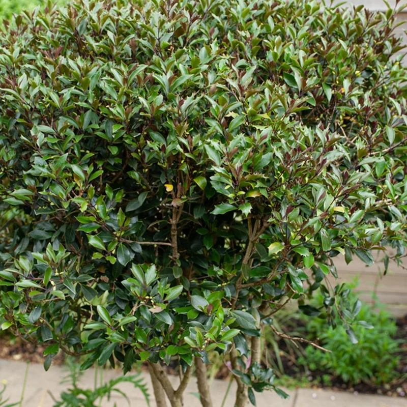 Osmanthus ‘Purpureus’