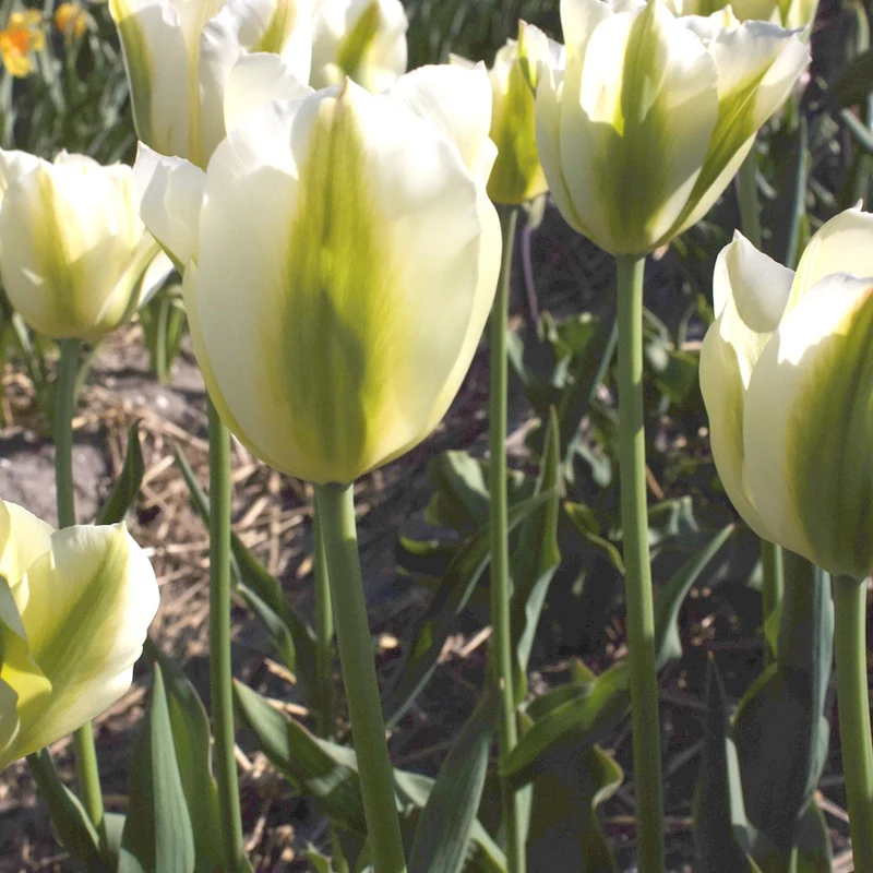 Triumph-Tulpen Green Spirit
