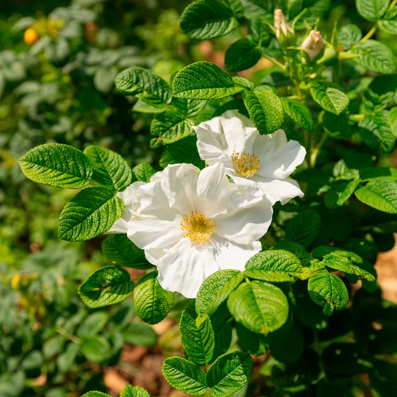 Weiße Apfelrose Alba