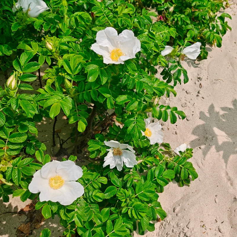 Weiße Apfelrose Alba