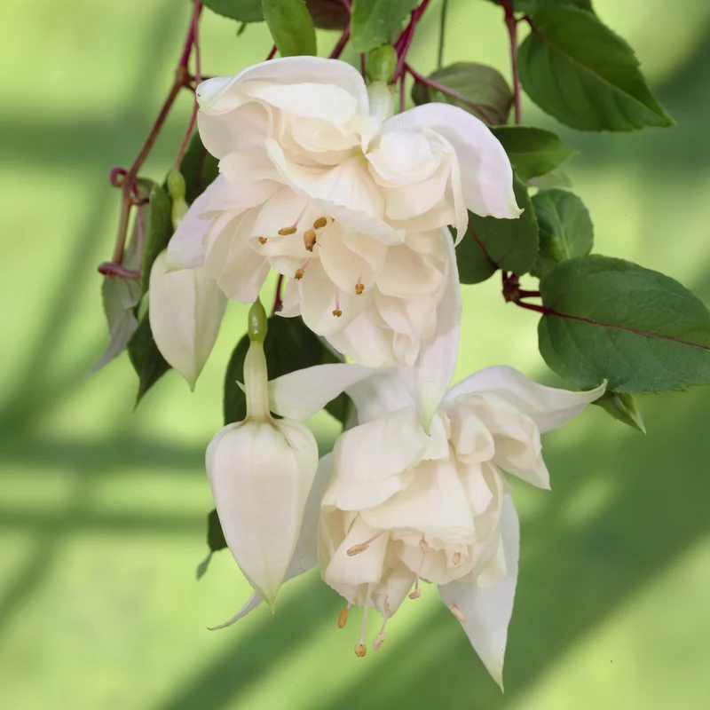 Hänge-Fuchsie 'Pink Marshmallow'