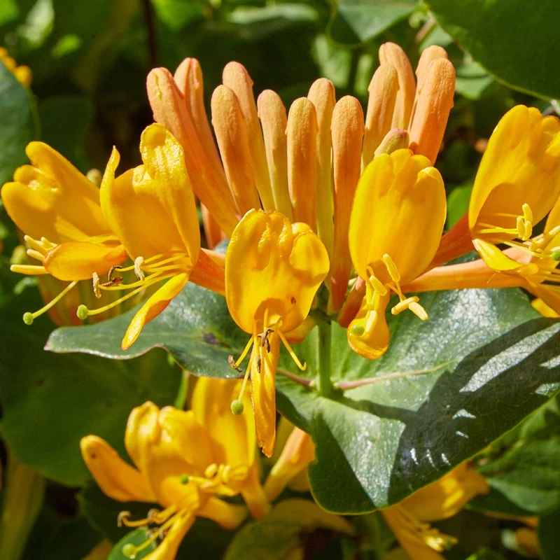 Gold-Geißblatt