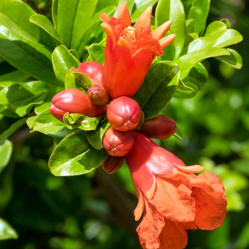 Granatapfel ‘Dente di Leone’