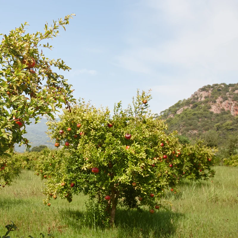 Granatapfel ‘Dente di Leone’