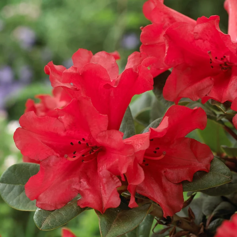 Zwerg Alpenrose Scarlet Wonder