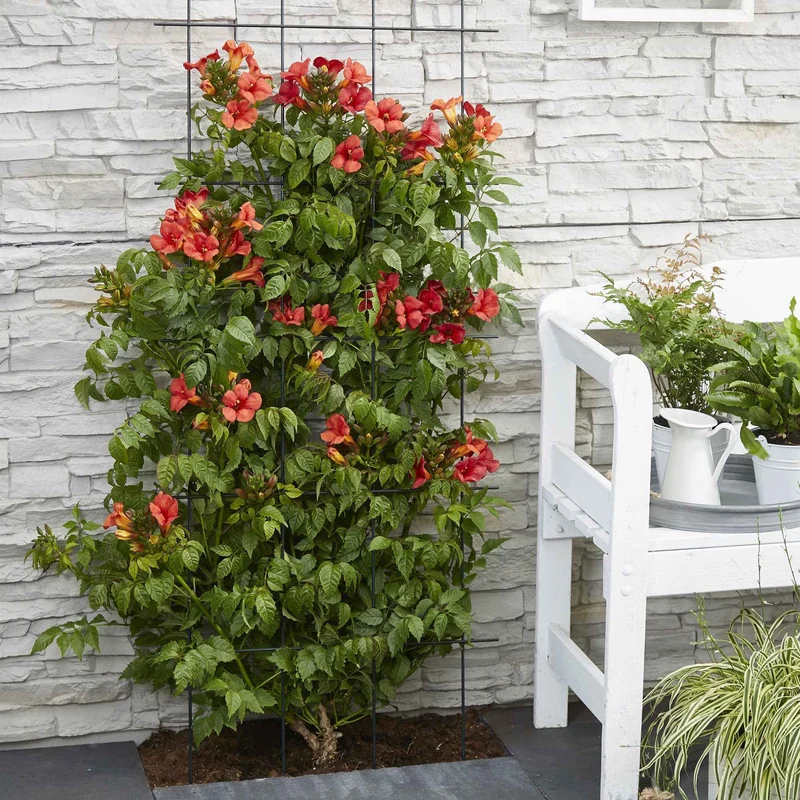 Trompetenblume 'Fire Trumpet'