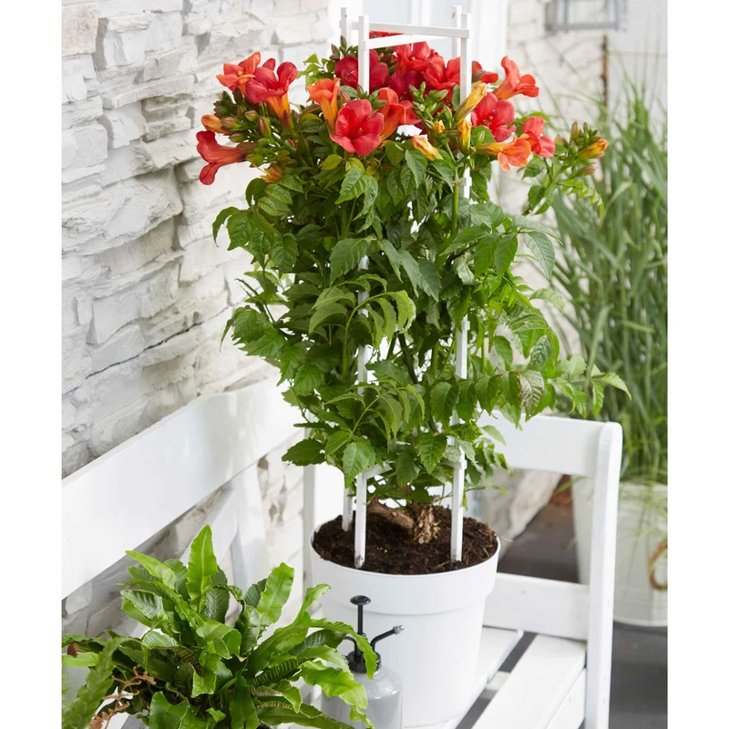 Trompetenblume 'Fire Trumpet'