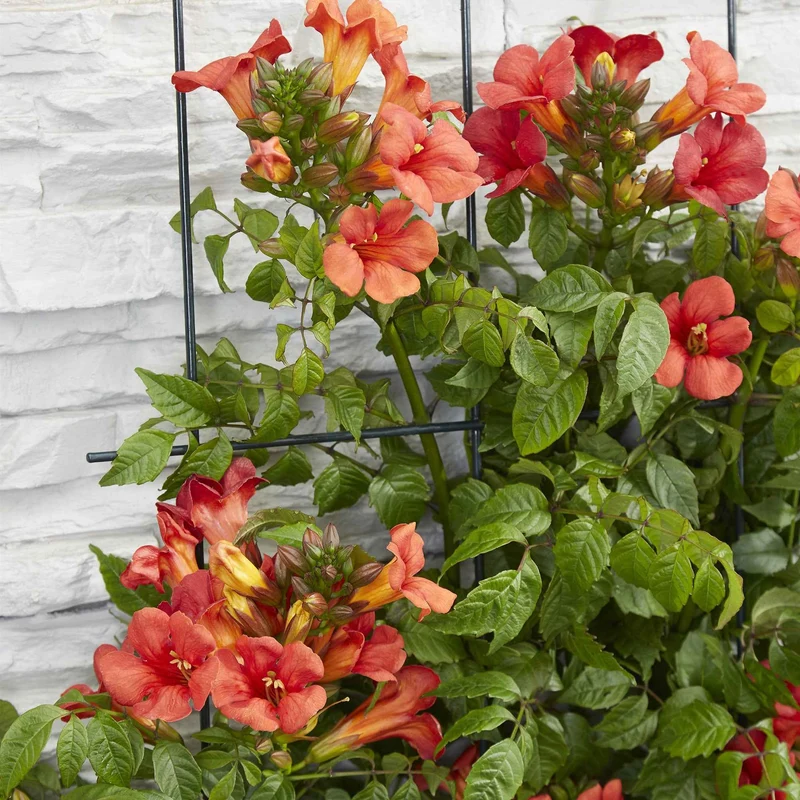 Trompetenblume 'Fire Trumpet'
