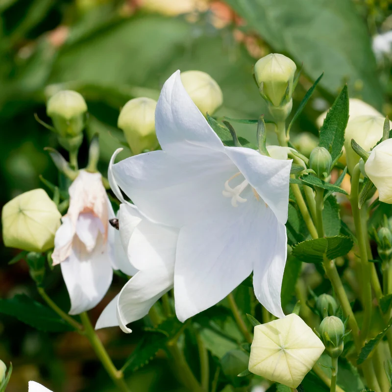 Ballonblume 'Albus'
