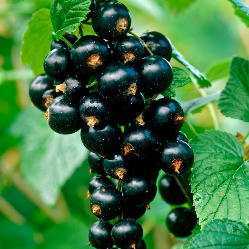 Schwarze Johannisbeere Titania