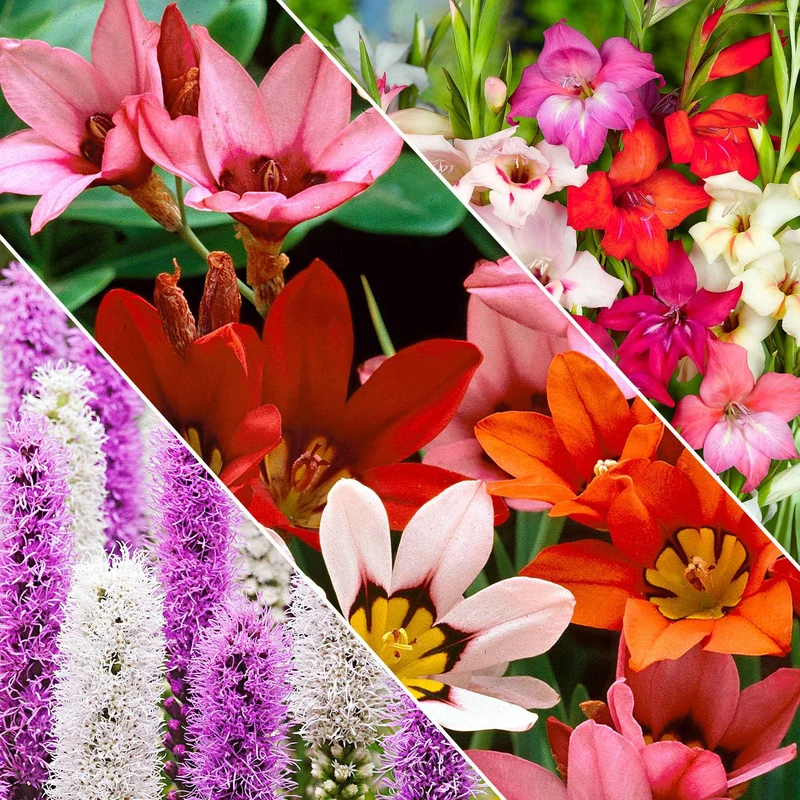Blumenzwiebel Mischung 'For Bees & Butterflies' (x50)