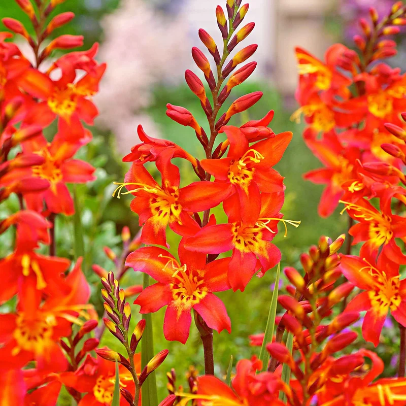 Montbretien 'Prince of Orange' (x10)