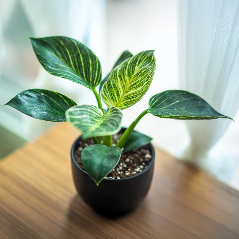 Philodendron Monstera White Wave