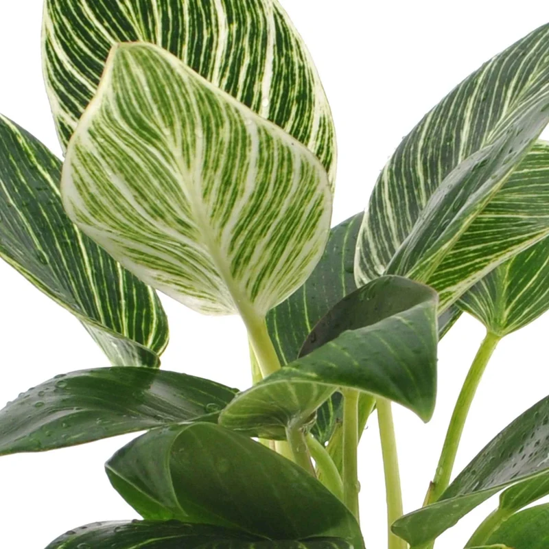 Philodendron Monstera White Wave