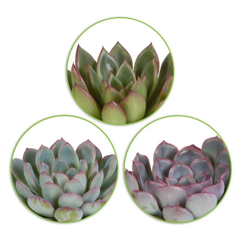 Sukkulente Echeveria Mischung (x3)