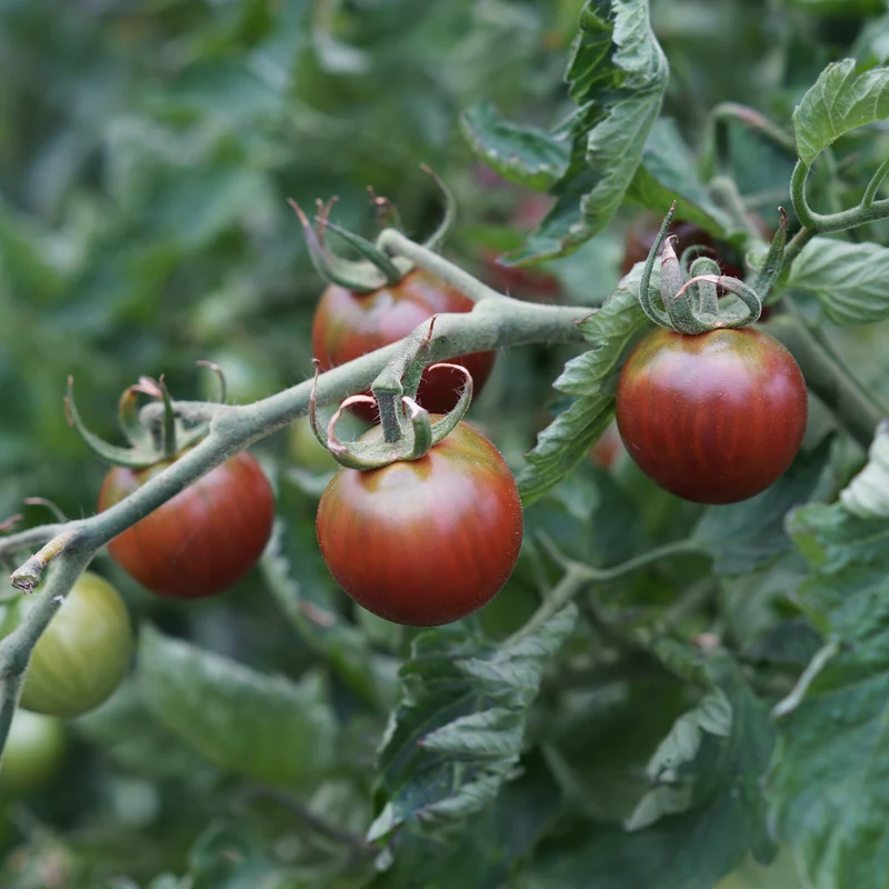 Sammlung von Kirschtomaten