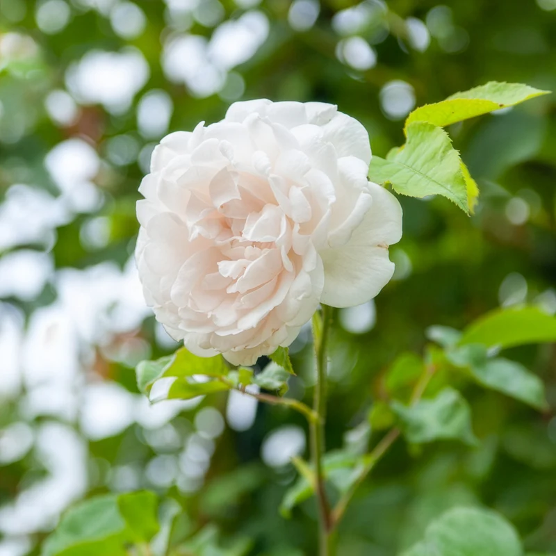 Kletterrose Madame Alfred Carrière