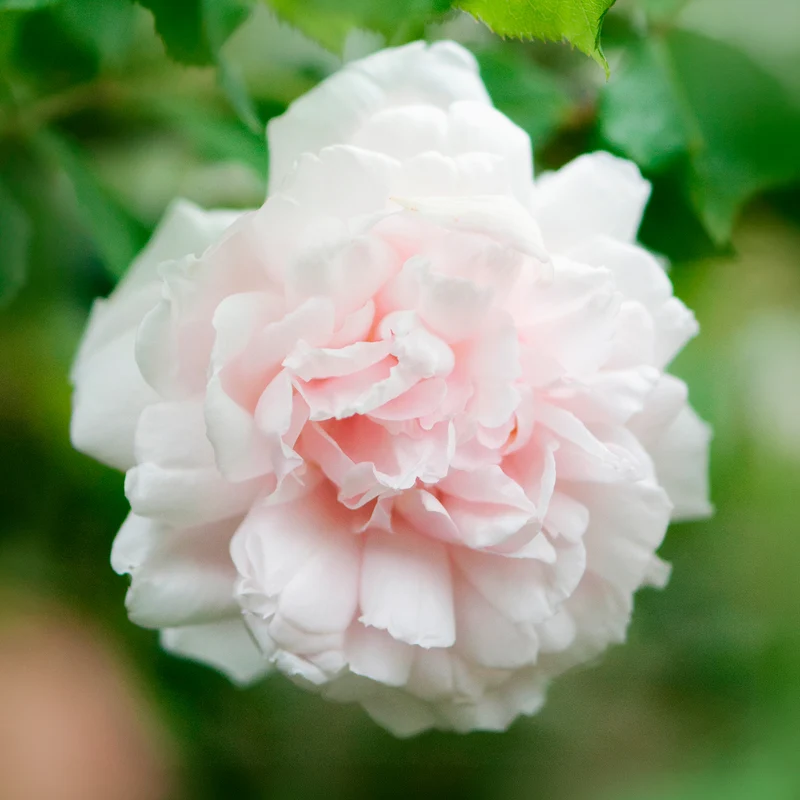 Kletterrose Madame Alfred Carrière
