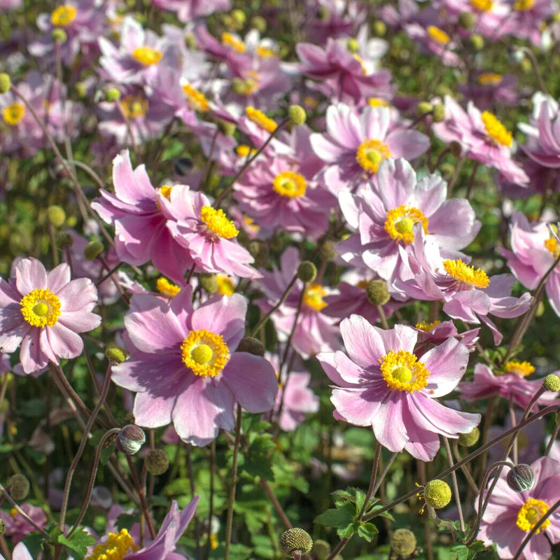 Herbst-Anemone Serenade