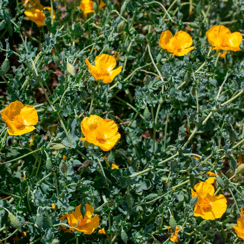 Gelber Hornmohn