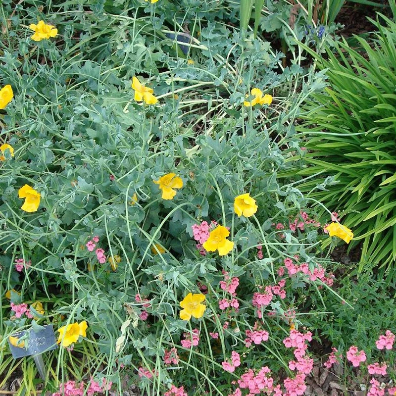 Gelber Hornmohn
