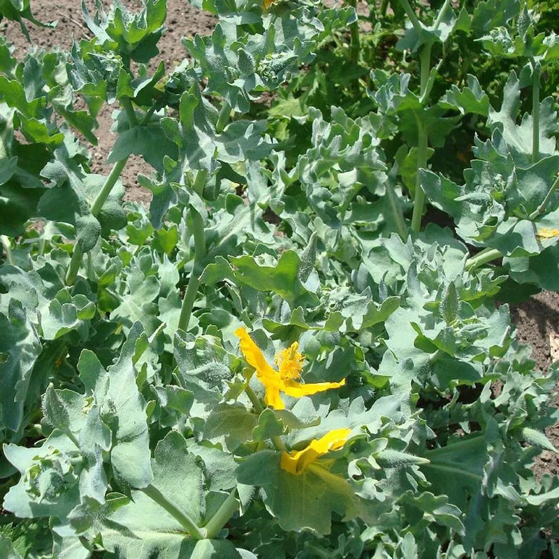 Gelber Hornmohn