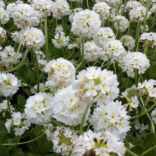 Kugel-Primel Alba