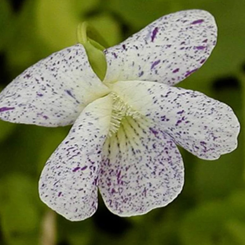 Pfingstveilchen Freckles