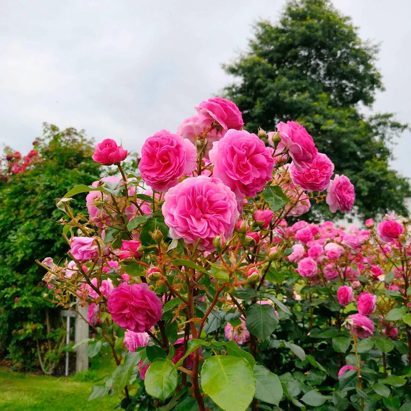 Kletterrose ‘Ozeana’®